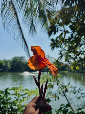 A hand holds an orange flower in sunlight beside a lake with palms and greenery behind it.