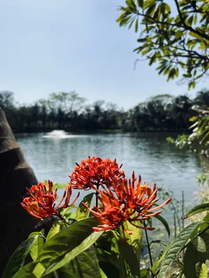 Red-orange clusters of flowers and sunlit green leaves beside a lake and a distant fountain.